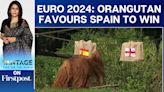 Watch | Spain or England: Who Will Win Euro 2024? Oracle Orangutan Tells