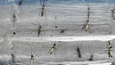 Colombia combate el dengue con ‘biofábrica’ de mosquitos