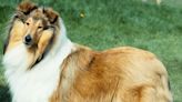 Rough collie latest breed on brink of being declared at risk as numbers decline