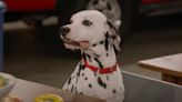 Spotted: Meet “Frasier”'s adorable new four-legged arch-nemesis, a Dalmatian with a 'tude