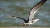Black skimmers are nesting on Navarre Beach causeway. Here's why the birds chose this area