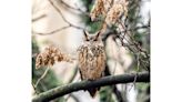 Flaco, the owl that escaped from Central Park Zoo, still roaming free a year later in NYC