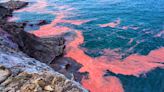 ¿Qué es la marea roja, cuáles son sus efectos y está permitido el baño cuando se da este fenómeno?