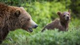 A Semitruck Hit and Killed a Grizzly Cub Near Yellowstone