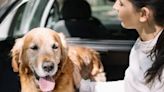 10 consejos de la DGT para viajar con mascotas este verano