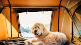 PDSA shares beginners guide to camping with your dog - what to pack and more