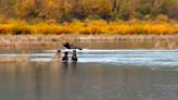 Watch: Bear cubs mesmerized as giant moose charges through river