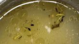 影/關綠島在吃的？宜蘭南澳致命食安危機 學生營養午餐驚見塑膠片、頭髮跟蟲屍