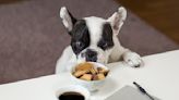 Diez alimentos que jamás debes darle de comer a tu perro