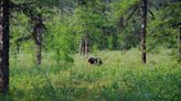 The world's boreal forests may be shrinking as climate change pushes them northward