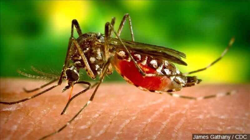 West Nile Virus discovered in White City; third Jackson County case in two weeks