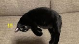 黑貓飄浮在沙發上？網友全愣了