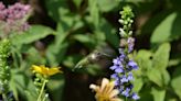 Birds, bees and butterflies: Plant these Kentucky natives to draw them to your garden