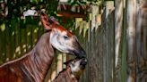 Viewers Get First Glimpse of Rare 6-Week-Old Okapi Calf Born in UK Zoo