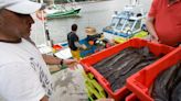 Pescar menos merluza: la propuesta de los científicos para evitar que siga bajando de talla en el Cantábrico