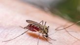 Urgent deadly mosquito warning as blood-sucking insects swarm UK