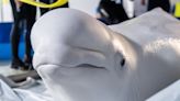 Two beluga whales rescued from “war-ravaged” Ukraine