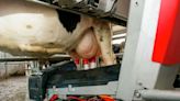 Los robots están transformando la vida de las vacas lecheras