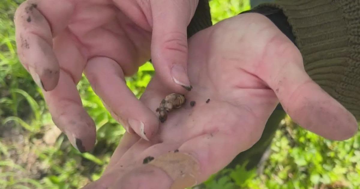 Illinois is getting close to a cicada invasion