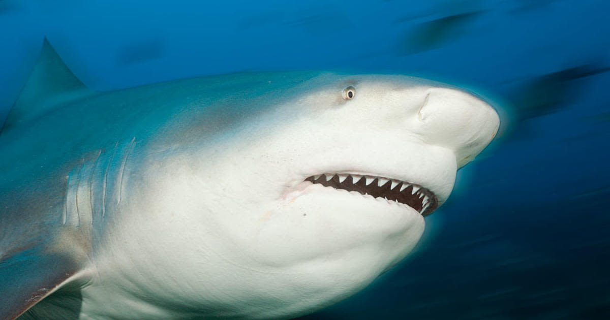 Shark attacks and seriously injures British tourist in the Caribbean as friends "fight off" the predator