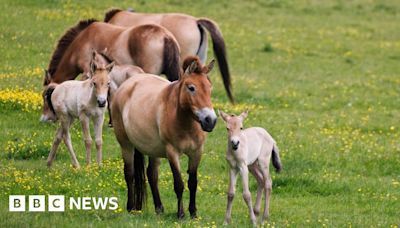 Hampshire's Marwell Zoo welcomes birth of Przewalski horse foals