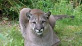 No need to panic? Cougar prowling Bowen Island has locals divided
