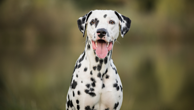 Man's Real-Life ‘101 Dalmatian’ Situation Is Straight Out of a Movie