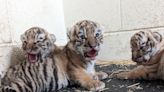 The Minnesota Zoo Introduces Three Endangered Amur Tiger Cubs Born on Mother's Day