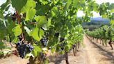 Oregon wine industry saw $8B in 2022 amid ‘shadow’ of pandemic: Report