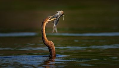 Unusual 'Snake Bird' in Florida Canal Looks Like Some Kind of Alien Creature