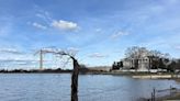 Stumpy, D.C.'s beloved short cherry tree, to be uprooted after cherry blossoms bloom