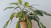 Are Plants Sentient? An Investigation Of Plant Intelligence