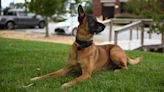 Kaster the K-9 clocks out: From sniffing out crime to snoozing on the sofa