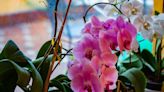 Orchids bloom like crazy when given one item that’s better than banana peels