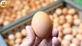 每日產能過剩「蛋價再降2元」 傳蛋商現拋售潮「3斤僅百元」