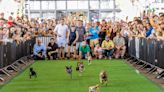 Tiny Dog Race Alert! The “Running of the Chihuahuas” Returns to the Wharf This Weekend - Washingtonian