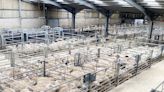 Meat key to CCM Skipton Spring lamb trade