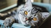 Cats have 276 different facial expressions, study finds