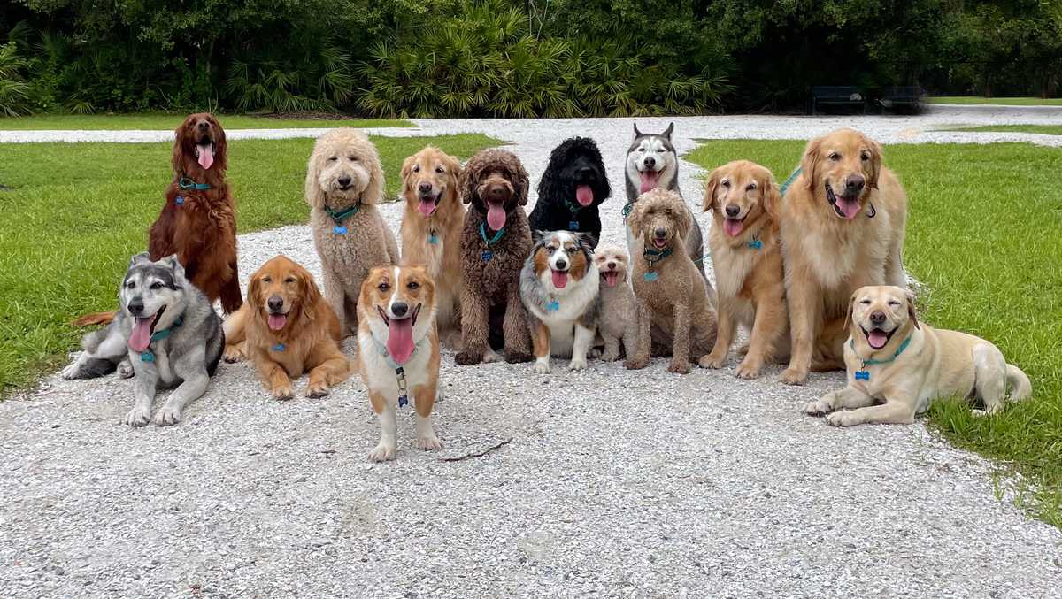 Middlebury Underground trying for Guinness World Record for number of dogs at a film screening