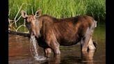 ‘Protective’ moose tramples hiker on trail with barking dog, Colorado officials say