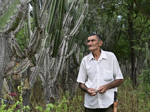 Planting giant cactus to stave off desertification in Brazil