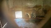 20 tigers die in East China zoo, investigation finds