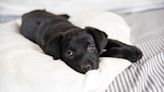 Restless Puppy Keeps His Sleepy Sister Awake With His Adorable Bedtime Antics