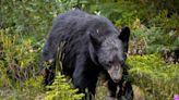 Japon : à 80 ans, elle part cueillir des pousses de bambou sans se douter qu’elle va subir une terrifiante attaque mortelle