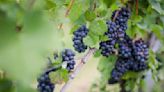 German wine growers worried over recent late-spring frosts
