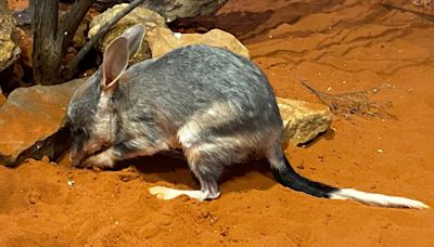 La secuenciación del genoma de marsupiales bilbi abre nuevas vías para la conservación de las especies