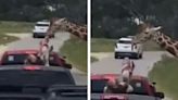 Giraffe Snatches Toddler At Drive-Thru Safari In Texas