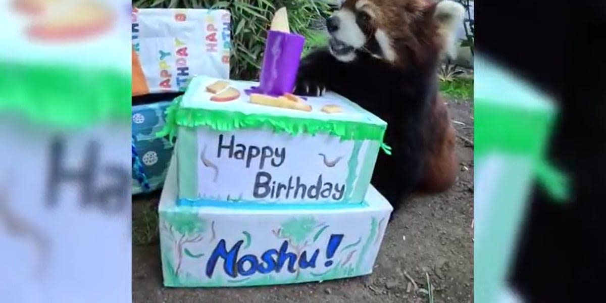 Moshu the red panda celebrates 13th birthday at the Oregon Zoo