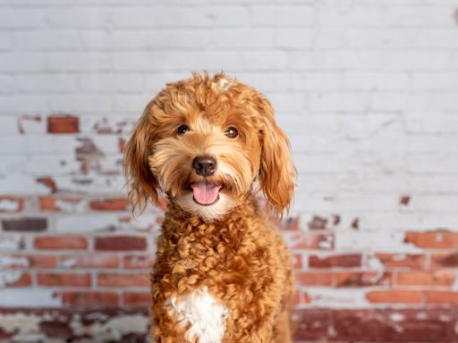 Girl Stares at Her Goldendoodle and His Awkward Uncomfortableness Goes Viral