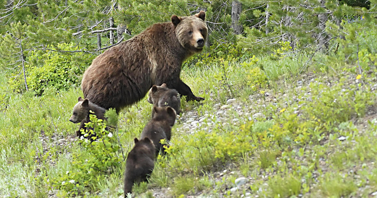 Hiker mauled by grizzly in Grand Teton National Park played dead, officials say; bear won't be pursued